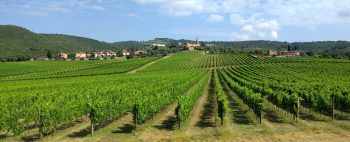 Cab-Francophile (An Arcanum Retrospective In Tuscany) | 1 Wine Dude